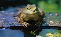 Frog Jumping at Foothill Village, Luxury Senior Retirement
