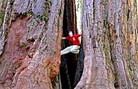 Big Trees, close to Foothill Village, Retirement Community